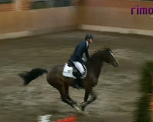 Zuchtstute Vivawell (Holsteiner, 2005, von Contender) Zuchtstute Vivawell (Holsteiner, 2005, von Contender)