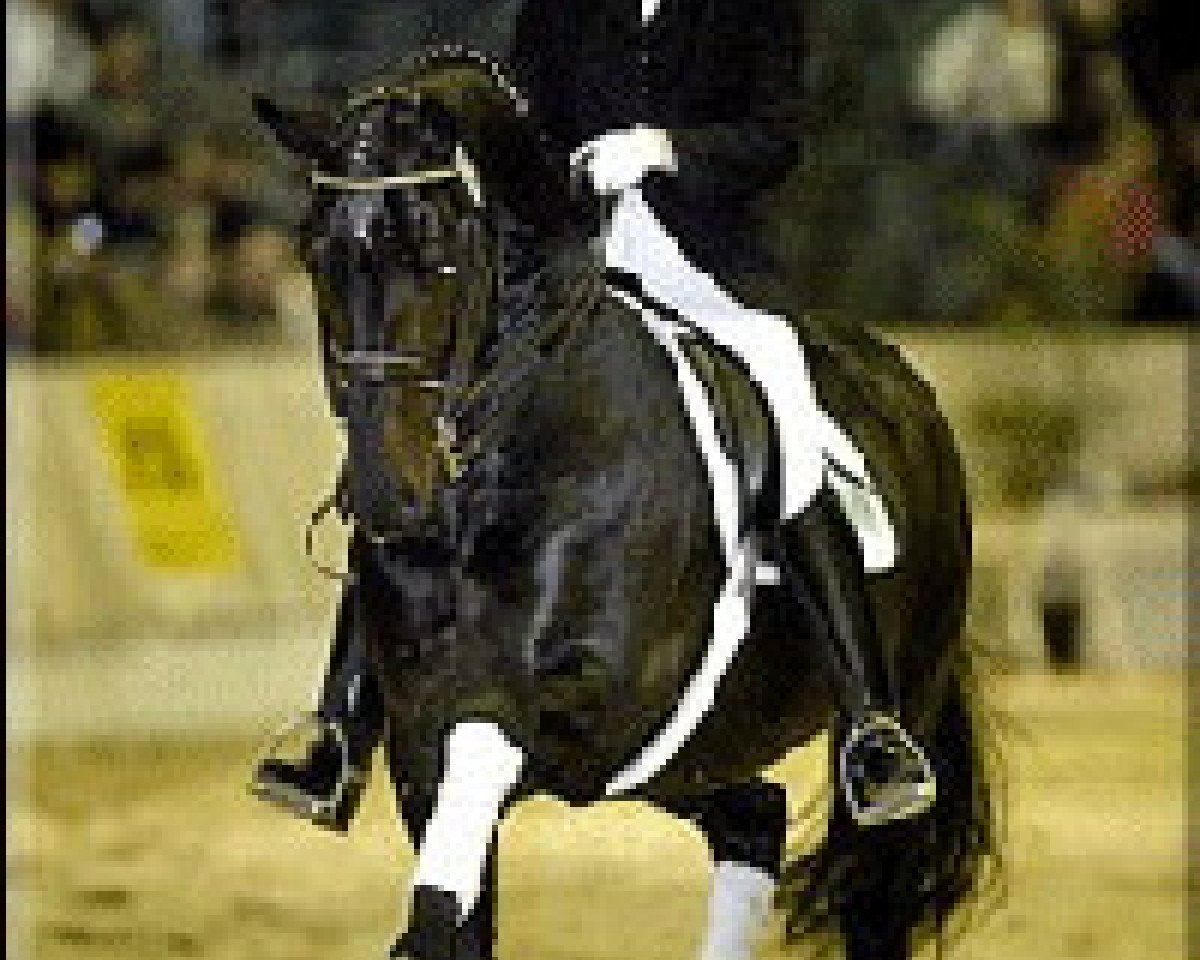 Deckhengst Davignon I (Hannoveraner, 1988, von Donnerhall)