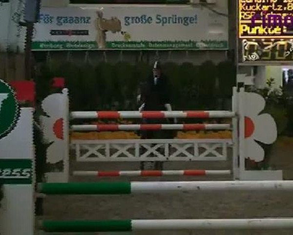 Springpferd Landino 130 (Holsteiner, 2003, von Lancer II)