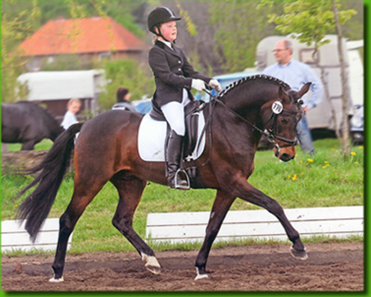 Deckhengst Vivaldi (Deutsches Reitpony, 1991, von Valiant Starlight)
