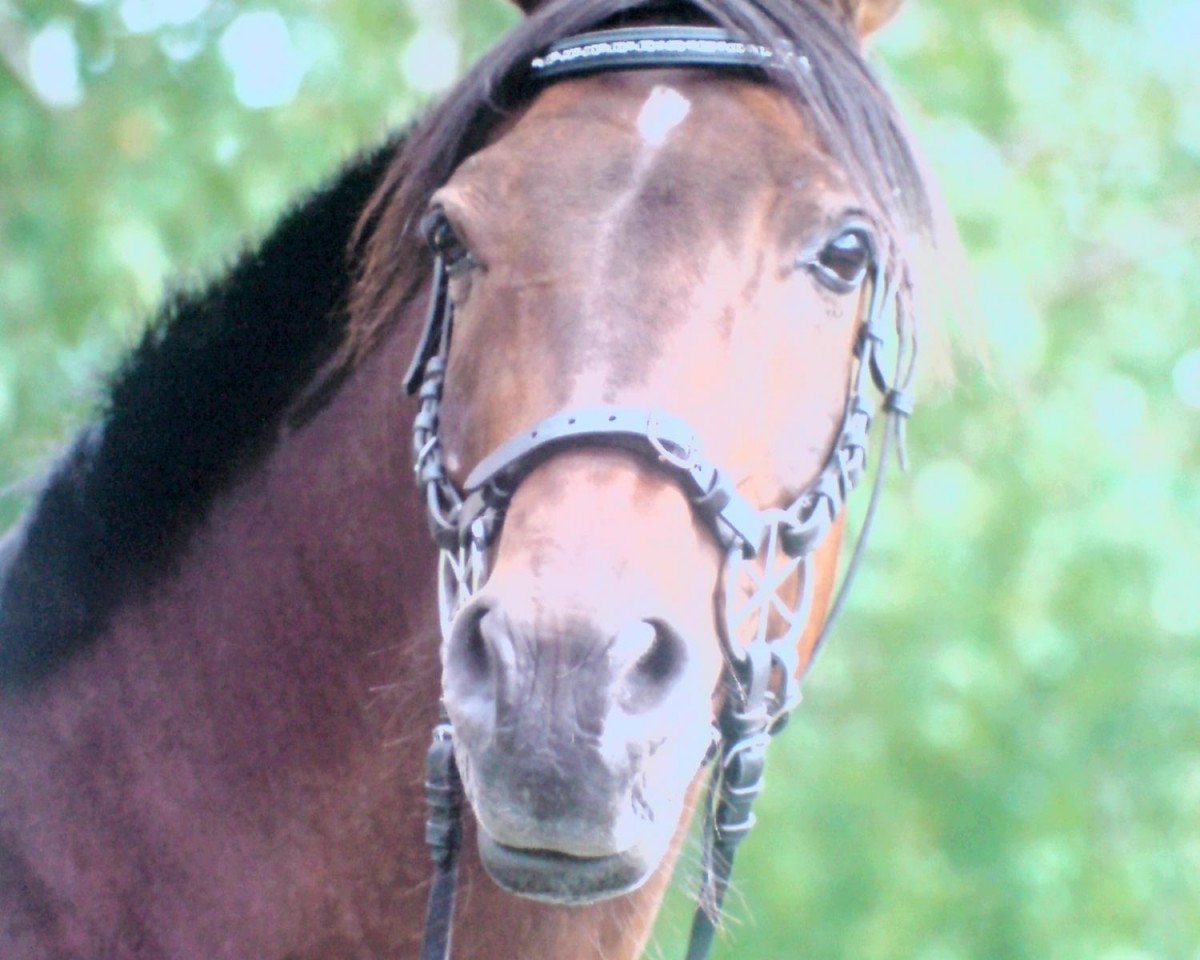 horse Echnaton ox (Arabian purebred, 1998, from Nijamin EAO)