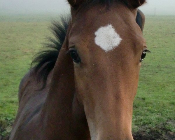 Zuchtstute Cacciatrice W (Westfale, 2011, von Cosil)