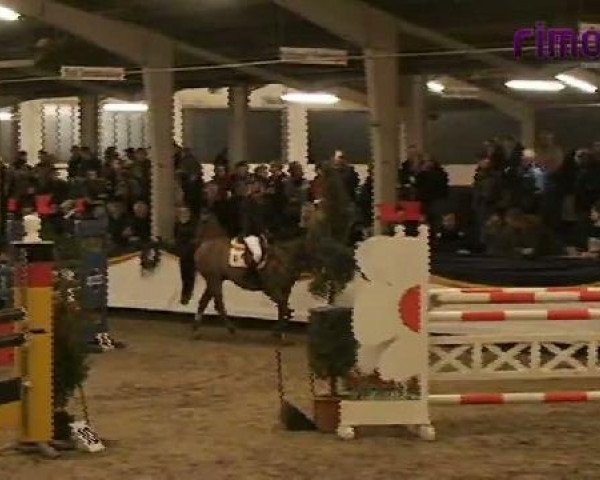 jumper Cavallo WE (German Riding Pony, 2003, from Constantin)