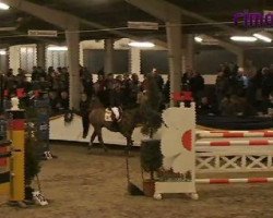 jumper Cavallo WE (German Riding Pony, 2003, from Constantin)