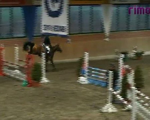 Springpferd Coco 207 (Württemberger, 2006, von Chapot)