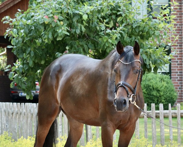 broodmare Valyn de la Pomme (Holsteiner, 2017, from Vagabond de la Pomme)