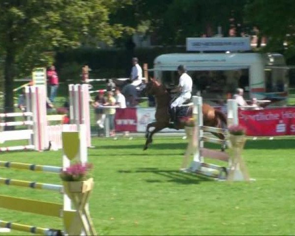 jumper Alonso 34 (Oldenburg show jumper, 2005, from Acadius)