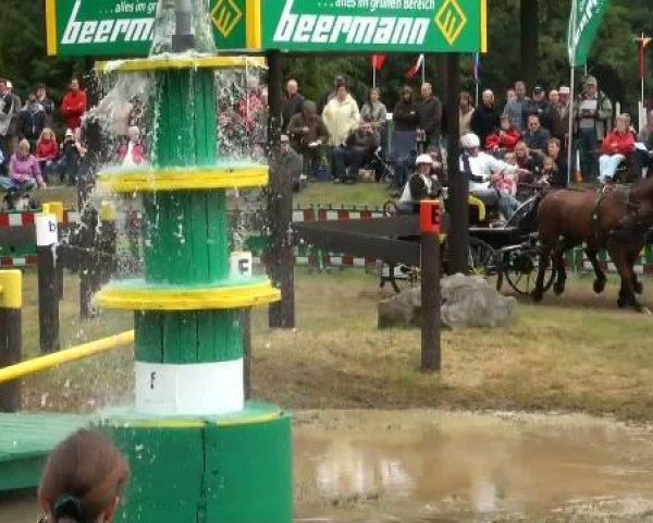 horse Pamino 73 (Saxony-Anhaltiner, 2001, from Paradiesvogel)