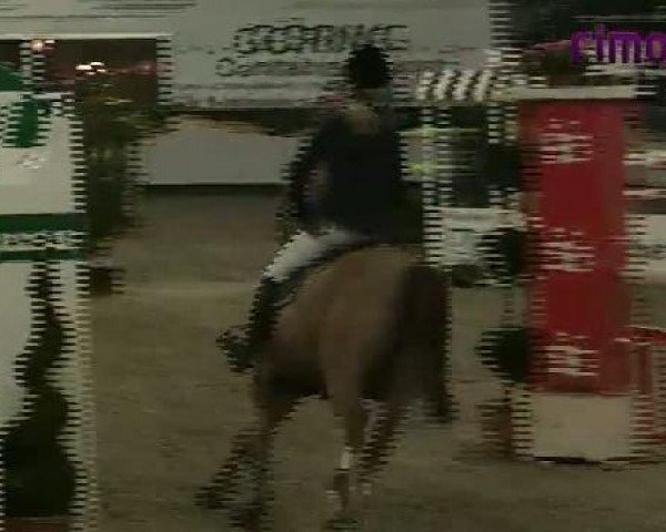Springpferd Seven Up 33 (KWPN (Niederländisches Warmblut), 2002, von Sit This One Out xx)