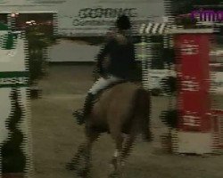 jumper Seven Up 33 (KWPN (Royal Dutch Sporthorse), 2002, from Sit This One Out xx)