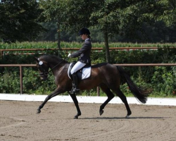 dressage horse Surewell B WE (German Riding Pony, 2006, from Woldhoeve's Colorado) dressage horse Surewell B WE (German Riding Pony, 2006, from Woldhoeve's Colorado)