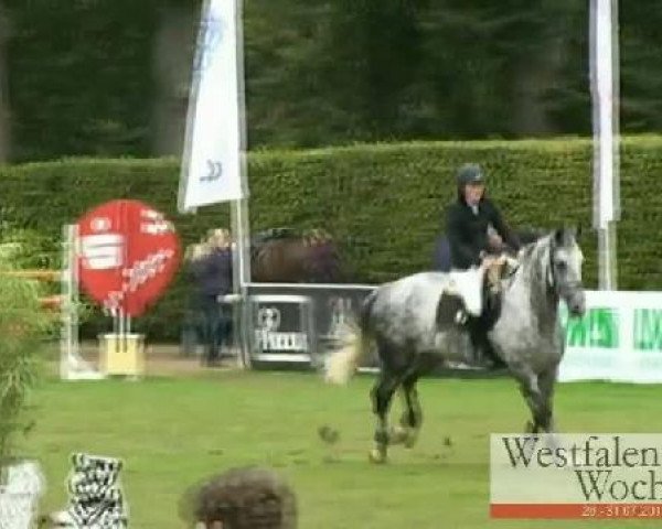 Zuchtstute Celina (Hannoveraner, 2004, von Calido I)