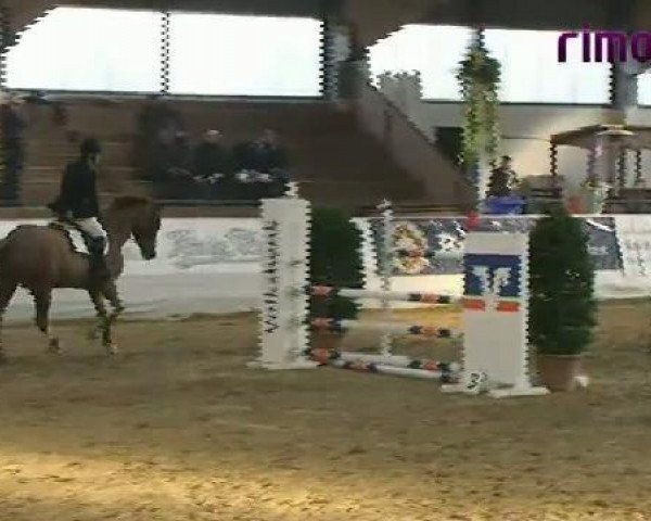 Springpferd Quinci M (Hannoveraner, 2004, von Quidam's Rubin) Springpferd Quinci M (Hannoveraner, 2004, von Quidam's Rubin)