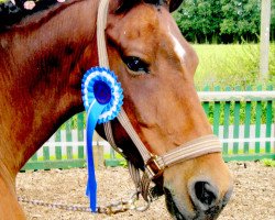 dressage horse Damiro (German Riding Pony, 1996, from Durello)