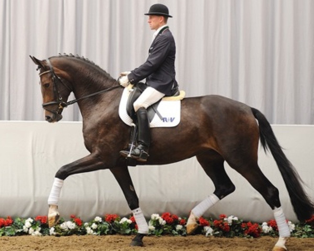 Pferd Florence Dream (Westfale, 2008, von Florenciano 6)