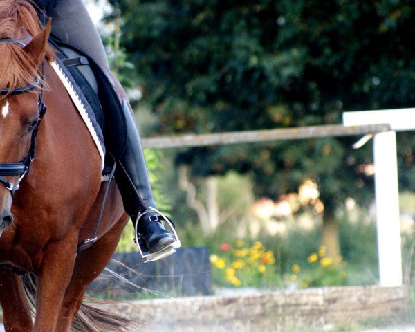 dressage horse Duplo (German Riding Pony, 1997, from Derengo)
