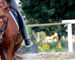 dressage horse Duplo (German Riding Pony, 1997, from Derengo)