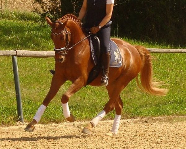 horse Lobolito (Bavarian, 2007, from Lord Loxley I)