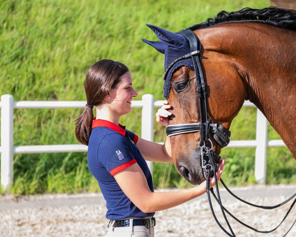 dressage horse Grey´s Gentle Giant (Oldenburg, 2014, from Grey Flanell)