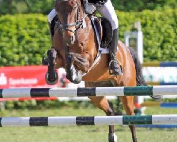 jumper Amelie 52 (German Riding Pony, 2003, from Niveau)