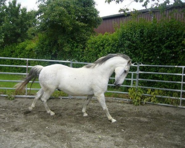 horse Karat (Kladruber, 1996)