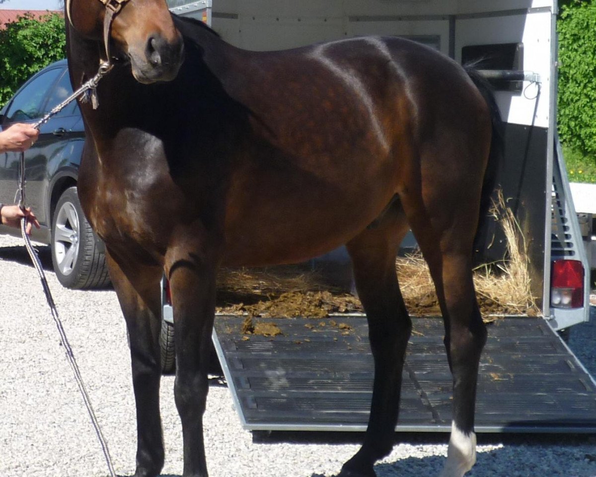 Pferd Lucas (Deutsches Sportpferd, 2003, von Lefevre)