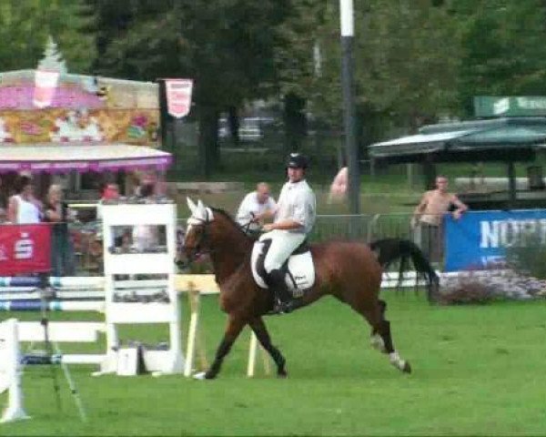 Deckhengst Corton (Schwedisches Warmblut, 2000, von Cortez)