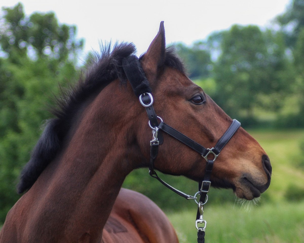 jumper Laur Jonker (Polish Warmblood, 2005, from Landjonker S)