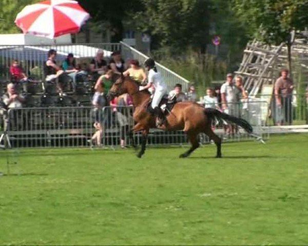 jumper Campina 30 (German Sport Horse, 2003, from Camporado B)