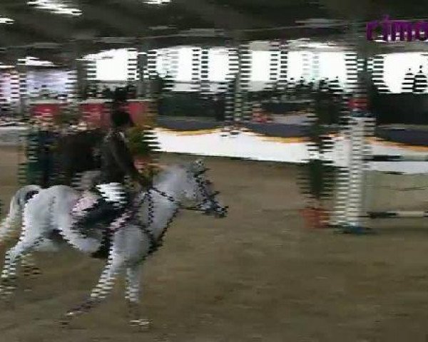 Springpferd Coulthard R (Deutsches Reitpony, 1997, von Constantin)