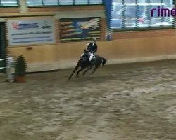 jumper Coco Cherie (Hanoverian, 2005, from Contendro I)