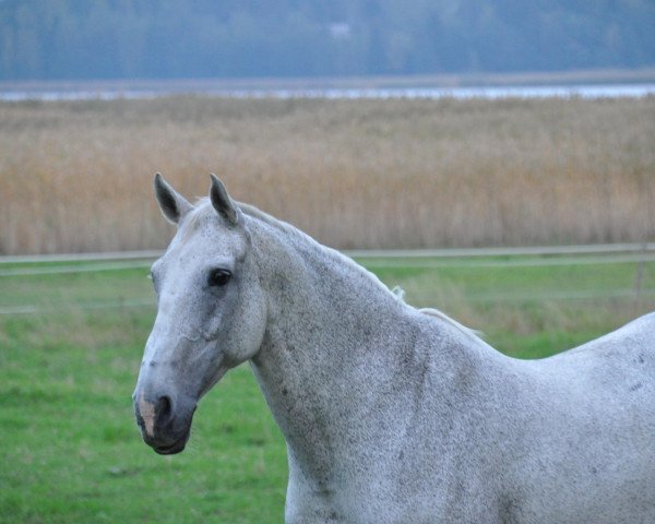 broodmare Königs Amanda 1941 FIN (Holsteiner, 1989, from Königspark xx)
