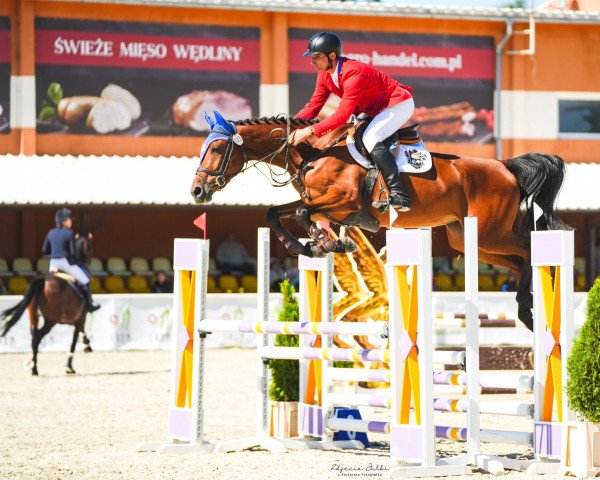 horse Colesla (Westphalian, 2018, from Colestus)