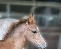 horse Hengst von Casall / Cassini II (Holsteiner, 2022, from Casall Ask)