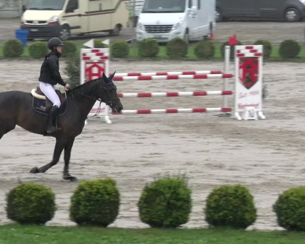 Reitturnier Basel Schänzli 2022