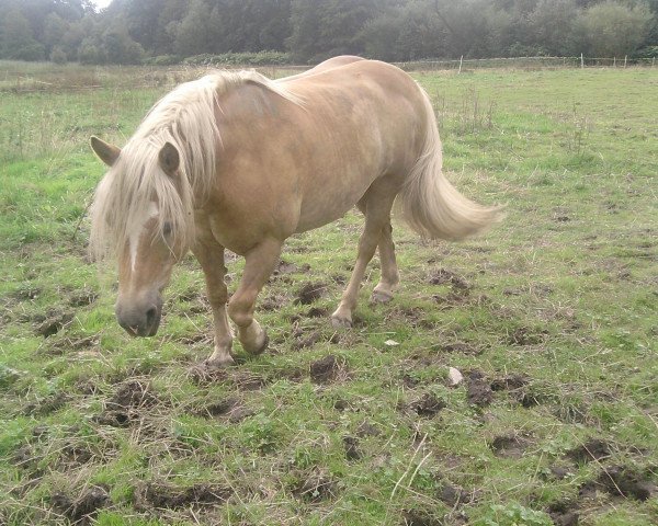 Kůň Alfons (Haflinger, 1994, od Alfonso I 124)