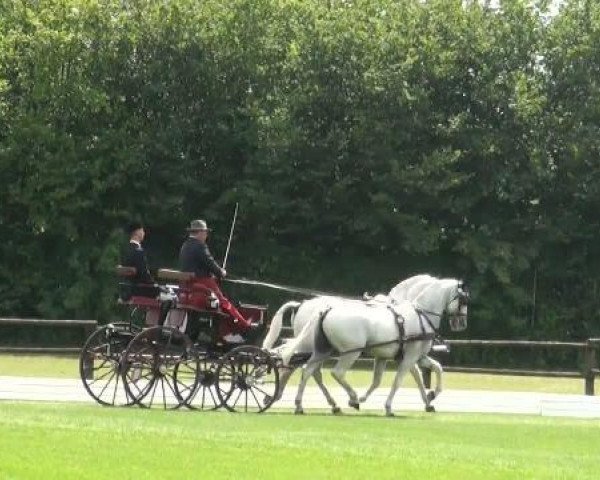 horse Maestoso Matyi (Lipizzaner, 1999, from 3148 Maestoso XXXV-64 (XL tm.))