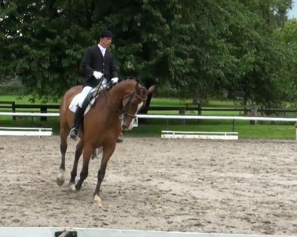 Dressurpferd Ratzinger 4 (Westfale, 2003, von Roh Magic)