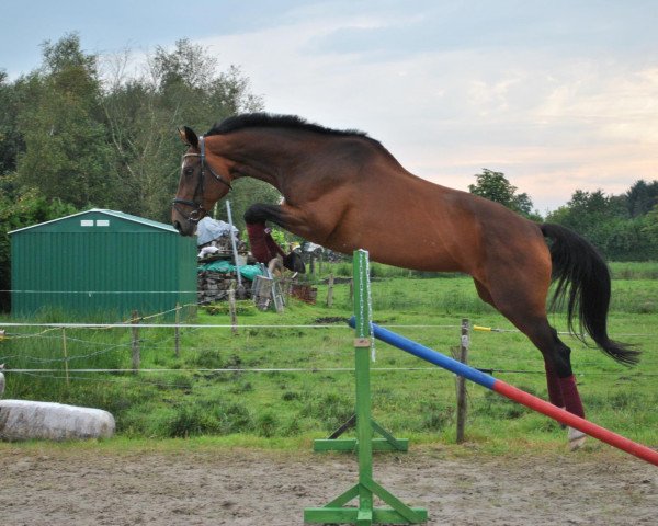 broodmare Santana S (Hanoverian, 1996, from Sadenio)