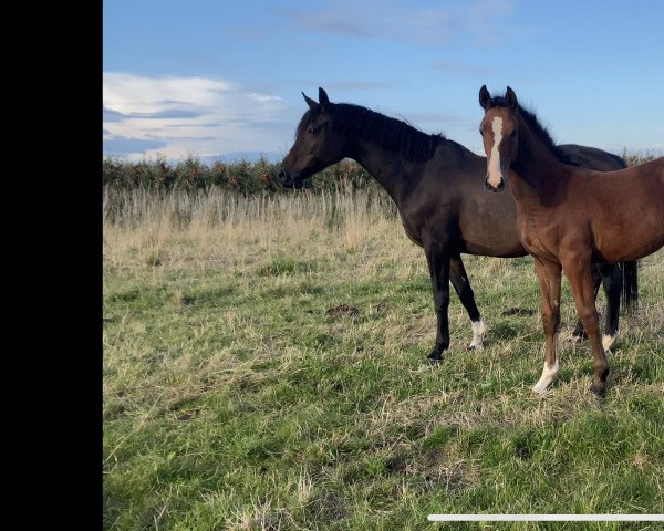 Horse Sayid (Hanoverian, 2022, from Stanly)