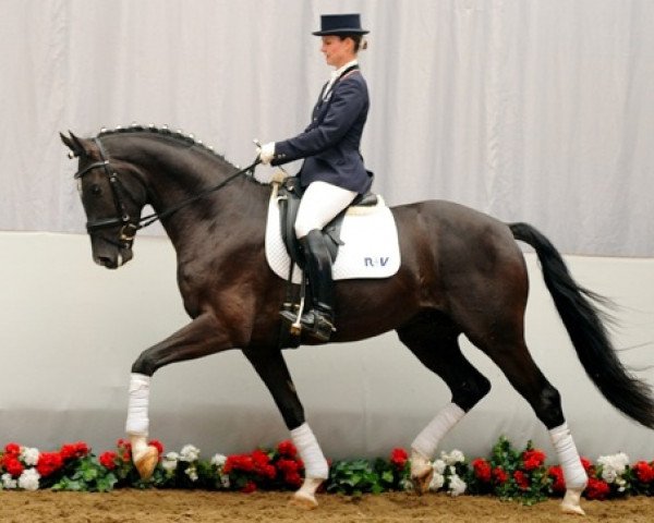 horse Rüdiger (Westphalian, 2008, from Rubitano)