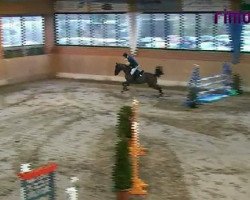Springpferd Lissy E (Westfale, 2005, von Leonetti)