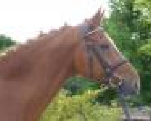 Dressurpferd Warsteiner (Deutsches Sportpferd, 2003, von Weltstern)