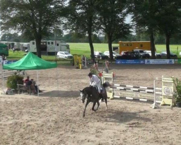 jumper Cash and Cool (Westphalian, 2006, from Colbert GTI)