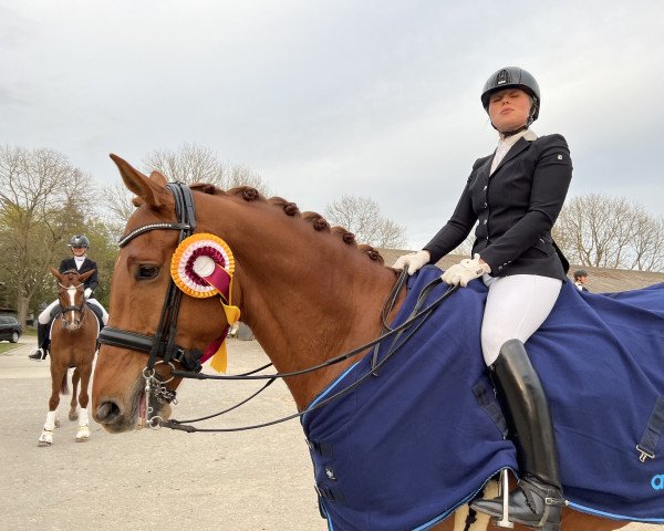 dressage horse Perfect Life (Trakehner, 2013, from All Inclusive)