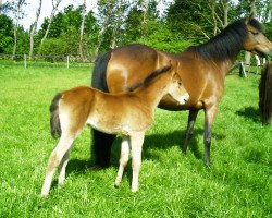 broodmare Lindavia Riva (German Riding Pony, 2005, from Cyriac WE)