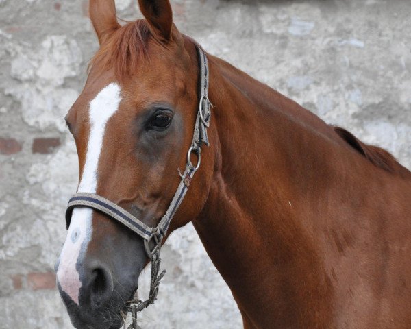broodmare Alina 104 (Oldenburg, 1992, from Almeo)