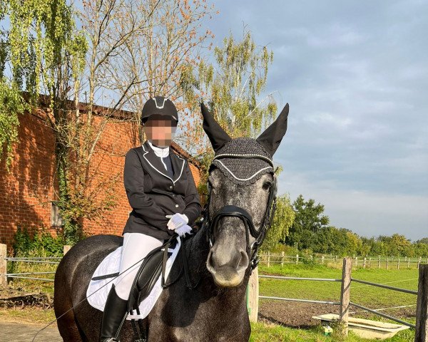 horse Dina Diamant (Westphalian, 2018, from Real Diamond's Universe)