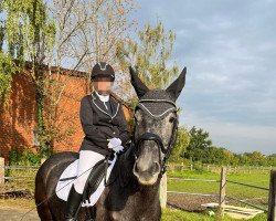 Cavallo Dina Diamant (Westfale, 2018, di Real Diamond's Universe)