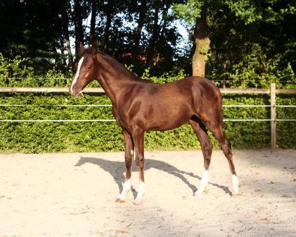 horse Stute von Doppelklang AT / Calvin Klein (German Riding Pony, 2022, from Doppelklang)